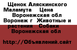 Щенок Аляскинского Маламута  › Цена ­ 20 000 - Воронежская обл., Воронеж г. Животные и растения » Собаки   . Воронежская обл.